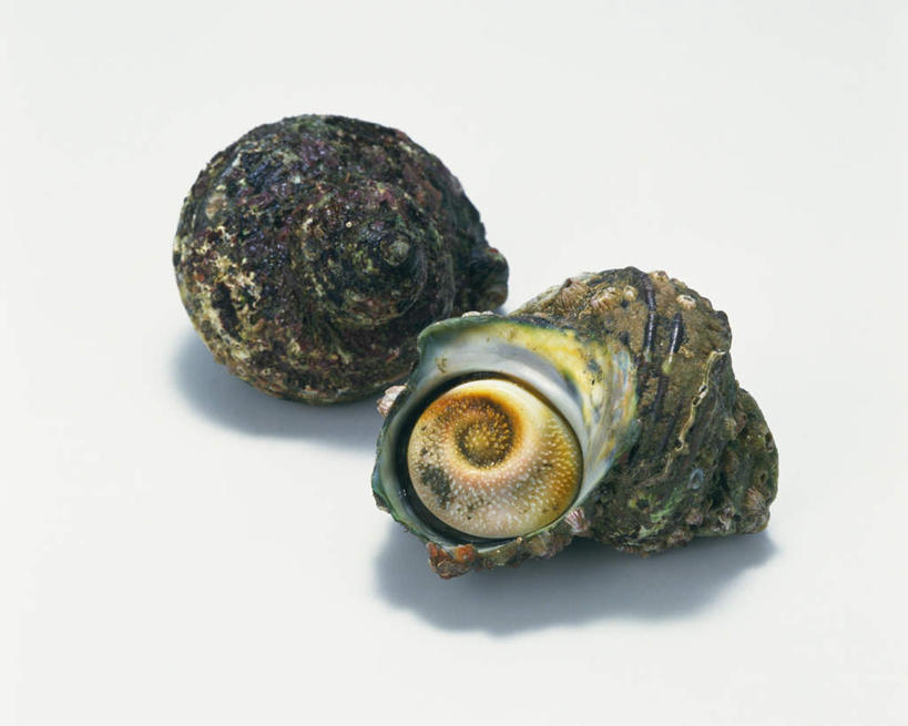 无人,横图,室内,特写,白天,白色背景,正面,阴影,光线,影子,海洋生物,两个,阳光,摄影,影棚,水生动物,水生物,螺蛳,海底动物,田螺,蜗篱,师螺,蜗蠃,方田螺,滨螺,厚壳玉黍螺,彩图,影棚拍摄,拍摄