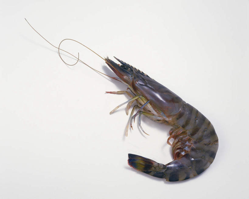 无人,横图,俯视,室内,特写,白天,白色背景,阴影,光线,影子,基围虾,海洋生物,一只,阳光,摄影,影棚,水生动物,水生物,海底动物,刀额新对虾,麻虾,新对虾,彩图,高角度拍摄,影棚拍摄,拍摄