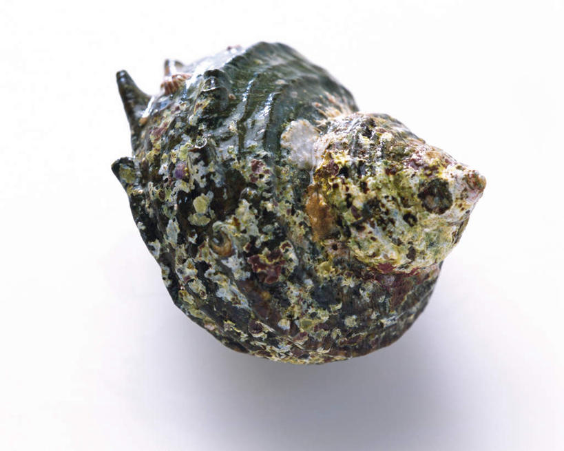 无人,横图,室内,特写,白天,白色背景,正面,海洋生物,一个,摄影,影棚,单个,水生动物,水生物,螺蛳,海底动物,田螺,蜗篱,师螺,蜗蠃,方田螺,滨螺,厚壳玉黍螺,彩图,影棚拍摄,拍摄