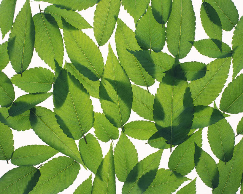 无人,横图,俯视,室内,特写,白天,白色背景,叶子,一堆,许多,堆叠,堆积,平铺,纹路,茎,绿叶,枝条,绿色,嫩叶,摄影,影棚,堆,叶,叶片,叶脉,彩图,高角度拍摄,影棚拍摄,拍摄