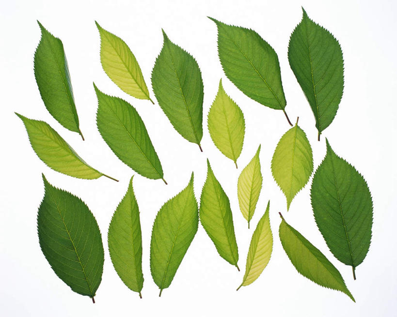 无人,横图,俯视,室内,特写,白天,白色背景,叶子,一排,许多,整齐,平铺,纹路,茎,绿叶,枝条,排列,绿色,嫩叶,摄影,影棚,队列,叶,叶片,叶脉,彩图,高角度拍摄,影棚拍摄,拍摄