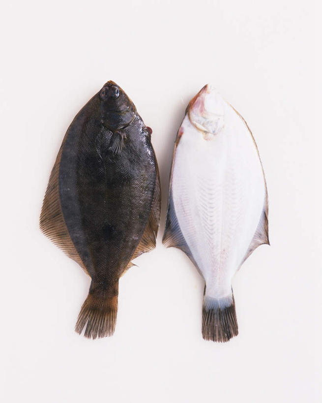 无人,竖图,俯视,室内,特写,白天,白色背景,比目鱼,两条,鱼,海洋生物,白色,黑色,摄影,影棚,水生动物,水生物,海底动物,鲽鱼,彩图,高角度拍摄,全身,影棚拍摄,拍摄