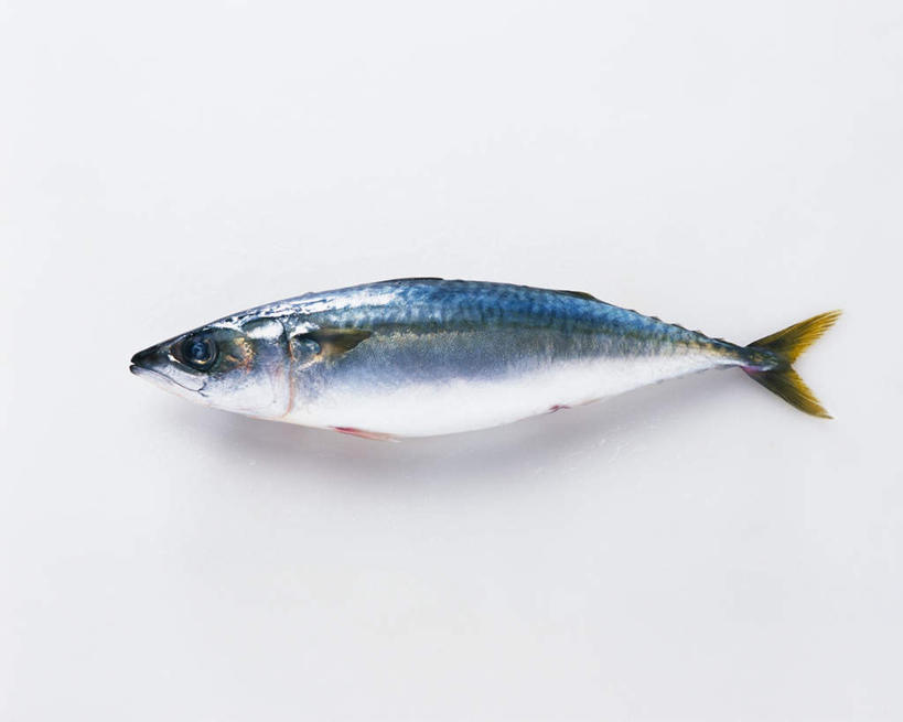 无人,横图,俯视,室内,特写,白天,白色背景,一条,鲭鱼,摄影,影棚,花池鱼,花鲱,花鳀,青花鱼,鲐鲅鱼,油胴鱼,水生动物,水生物,彩图,高角度拍摄,全身,影棚拍摄,拍摄