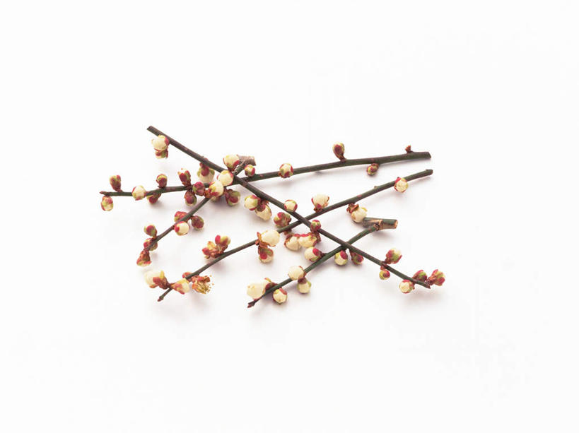 无人,横图,俯视,室内,特写,白天,白色背景,李子,许多,盛开,枝条,枝,花蕾,花,花瓣,花朵,鲜花,粉色,花苞,花蕊,摄影,影棚,李花,恐龙蛋,布冧,彩图,高角度拍摄,影棚拍摄,拍摄