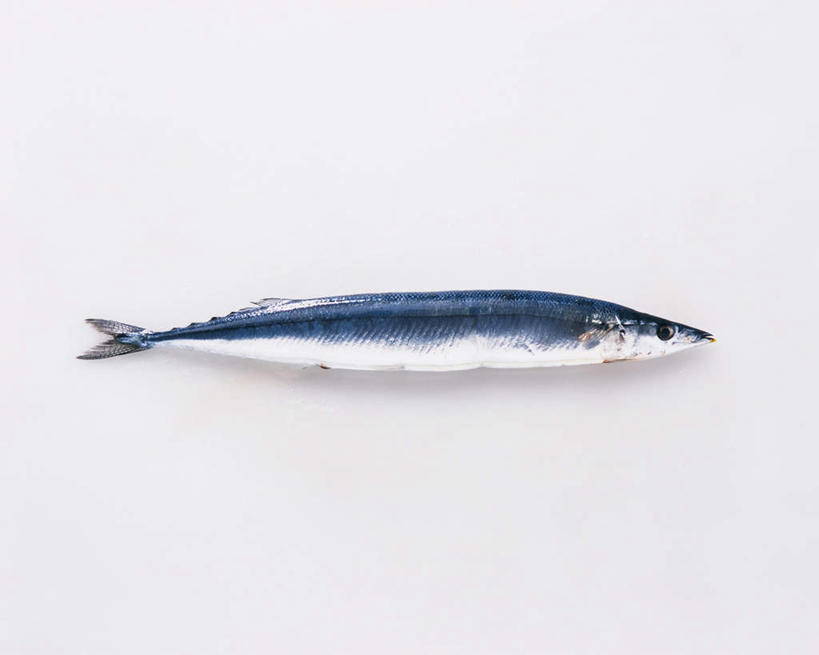 无人,横图,俯视,室内,特写,白天,白色背景,一条,秋刀鱼,海洋生物,摄影,影棚,竹刀鱼,刀鱼,水生动物,水生物,海底动物,彩图,高角度拍摄,全身,影棚拍摄,拍摄