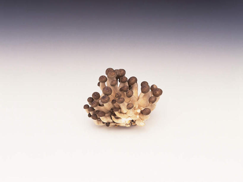 无人,横图,俯视,室内,特写,白天,白色背景,蔬菜,一堆,许多,堆叠,堆积,新鲜,菌菇,食品,褐色,菌类,平菇,食物,食用菌,摄影,有机食品,绿色食品,影棚,堆,姬菇,糙皮侧耳,侧耳,黑牡丹菇,彩图,高角度拍摄,影棚拍摄,拍摄