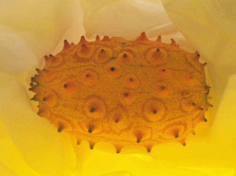 无人,横图,俯视,室内,特写,白天,水果,阴影,黄色背景,新鲜,光线,布,影子,生食,食品,果实,刺角瓜,非洲角瓜,食物,一个,黄色,阳光,刺,有机食品,绿色食品,单个,尖锐,非洲黄瓜,非洲角黄瓜,彩图,高角度拍摄