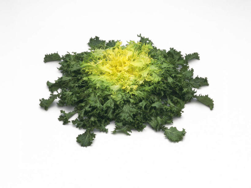 无人,横图,俯视,室内,特写,白天,白色背景,植物,叶子,一堆,许多,堆叠,堆积,菊苣,绿叶,草药,药草,中药,黄色,绿色,嫩叶,摄影,影棚,堆,药材,中草药,中药材,本草,叶,叶片,彩图,高角度拍摄,影棚拍摄,拍摄