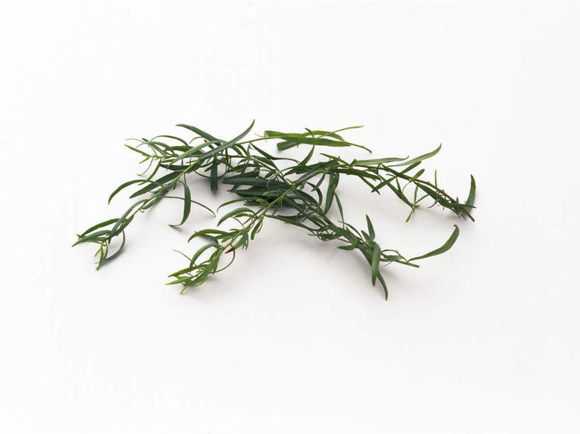 无人,横图,俯视,室内,特写,白天,白色背景,植物,叶子,一堆,许多,堆叠,堆积,绿叶,草药,药草,中药,嫩叶,摄影,影棚,堆,药材,中草药,龙蒿,中药材,本草,椒蒿,青蒿,蛇蒿,叶,叶片,彩图,高角度拍摄,影棚拍摄,拍摄