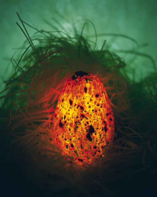 无人,竖图,室内,特写,白天,正面,水果,绿色背景,阴影,朦胧,模糊,新鲜,发光,反射,光线,影子,生食,食品,果实,食物,一个,红色,酪梨,闪耀,鳄梨,有机食品,绿色食品,单个,油梨,明亮,樟梨,牛油果,彩图