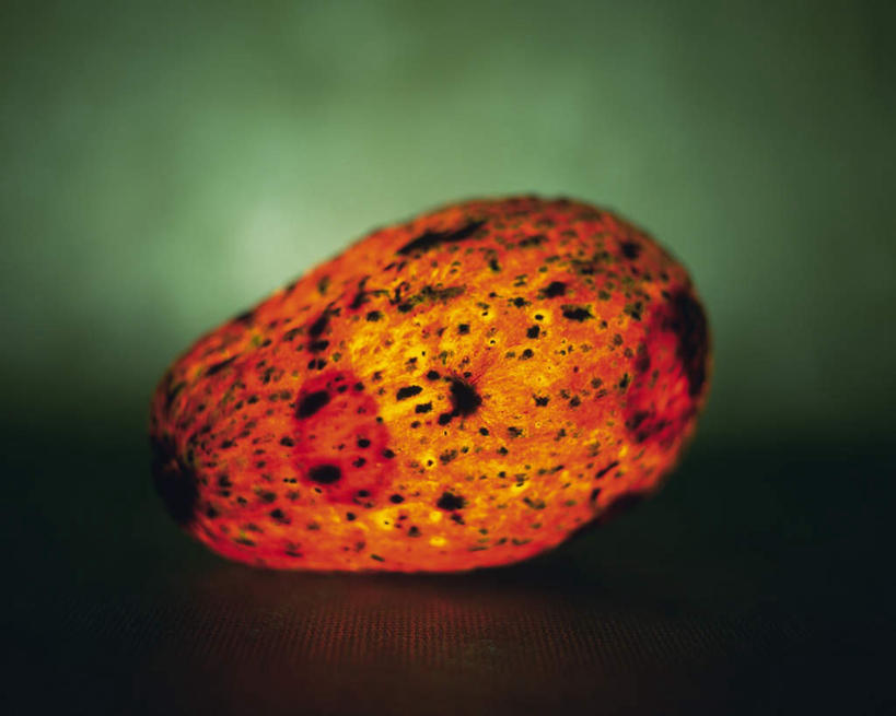 无人,横图,室内,特写,白天,正面,水果,绿色背景,阴影,朦胧,模糊,新鲜,发光,反射,光线,影子,生食,食品,果实,食物,一个,红色,酪梨,闪耀,鳄梨,有机食品,绿色食品,单个,油梨,明亮,樟梨,牛油果,彩图