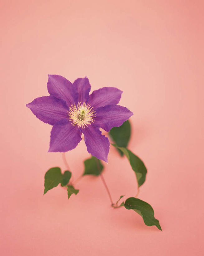 无人,竖图,室内,特写,白天,正面,植物,叶子,粉色背景,盛开,铁线莲,绿叶,花蕾,花,花瓣,花朵,鲜花,一朵,紫色,花苞,花蕊,嫩叶,摄影,影棚,生长,成长,番莲,威灵仙,山木通,叶,叶片,彩图,影棚拍摄,拍摄