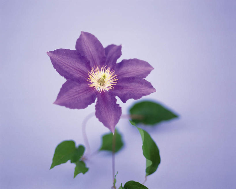 无人,横图,俯视,室内,特写,白天,植物,叶子,紫色背景,朦胧,模糊,盛开,铁线莲,绿叶,花蕾,花,花瓣,花朵,鲜花,一朵,紫色,花苞,花蕊,嫩叶,摄影,影棚,生长,成长,番莲,威灵仙,山木通,叶,叶片,彩图,高角度拍摄,影棚拍摄,拍摄