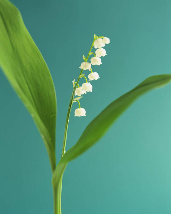 无人,竖图,室内,特写,白天,正面,植物,叶子,蓝色背景,盛开,绿叶,花蕾,花,花瓣,花朵,鲜花,一朵,白色,花苞,花蕊,嫩叶,摄影,影棚,生长,成长,铃兰,君影草,山谷百合,香水花,叶,叶片,彩图,影棚拍摄,拍摄