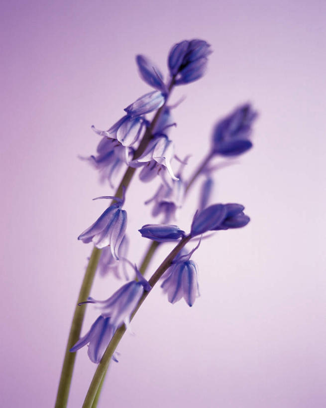 无人,竖图,室内,特写,白天,白色背景,正面,爱情,风信子,静物,许多,盛开,枝条,花蕾,花,花瓣,花朵,鲜花,紫色,花苞,花蕊,摄影,影棚,悲伤,喜悦,怀念,悲哀,彩图,影棚拍摄,拍摄