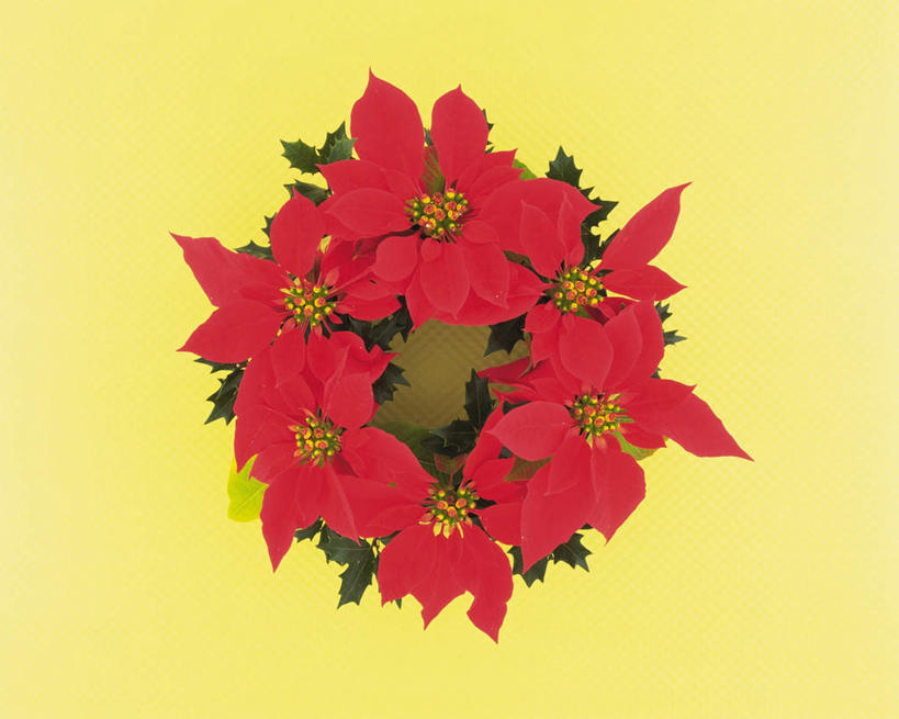 无人,横图,俯视,室内,特写,白天,植物,静物,叶子,许多,黄色背景,盛开,绿叶,圣诞红,一品红,花蕾,花,花瓣,花朵,鲜花,红色,花苞,花蕊,圣诞花,嫩叶,摄影,影棚,生长,成长,叶,叶片,彩图,高角度拍摄,影棚拍摄,拍摄