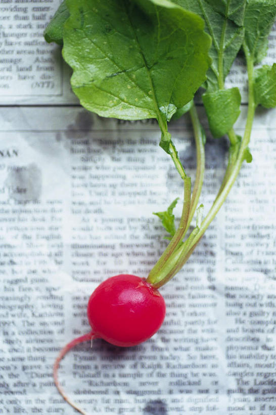 无人,竖图,俯视,室内,特写,白天,萝卜,蔬菜,报纸,叶子,新鲜,信息,英文,标志,文字,字符,字母,食品,绿叶,标识,食物,一个,嫩叶,有机食品,绿色食品,水萝卜,单个,英文字母,新闻,叶,叶片,彩图,高角度拍摄,报刊