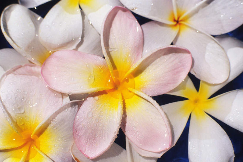 无人,横图,俯视,室内,特写,白天,桌子,一堆,许多,堆叠,堆积,黑色背景,盛开,花蕾,赤素馨花,花,花瓣,花朵,鲜花,花苞,花蕊,摄影,影棚,堆,蛋黄花,鸡蛋花,缅栀花,彩图,高角度拍摄,影棚拍摄,拍摄