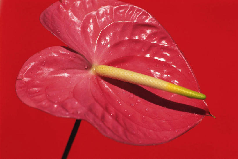 无人,横图,俯视,室内,特写,白天,红色背景,盛开,火鹤花,安祖花,花蕾,花,花瓣,花朵,鲜花,一朵,红色,花苞,花蕊,摄影,影棚,红掌,花烛,红鹤芋,猪尾花,烛台花,蜡烛花,彩图,高角度拍摄,影棚拍摄,拍摄