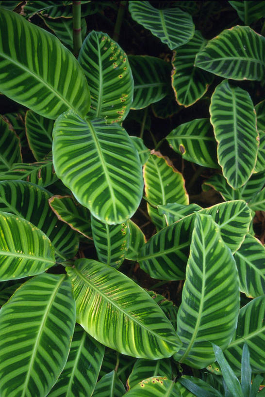 无人,竖图,俯视,室内,特写,白天,植物,叶子,许多,黑色背景,热带,绿叶,绿色,嫩叶,叶,叶片,彩图,高角度拍摄