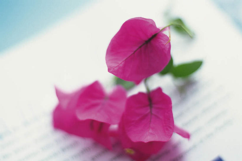 无人,横图,俯视,室内,特写,白天,白色背景,桌子,静物,三朵,阴影,朦胧,模糊,盛开,光线,影子,九重葛,三角梅,花蕾,花,花瓣,花朵,鲜花,红色,阳光,花苞,花蕊,摄影,影棚,三叶梅,毛宝巾,簕杜鹃,叶子花,叶子梅,南美紫茉莉,三角花,彩图,高角度拍摄,影棚拍摄,拍摄