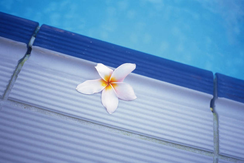 无人,横图,俯视,室外,特写,白天,阴影,盛开,光线,影子,水池,花蕾,赤素馨花,花,花瓣,花朵,鲜花,一朵,一个,蓝色,阳光,花苞,花蕊,单个,蛋黄花,鸡蛋花,缅栀花,彩图,高角度拍摄