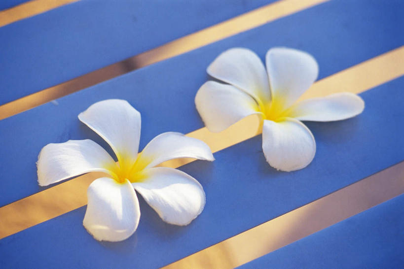 无人,横图,俯视,室内,特写,白天,蓝色背景,盛开,花蕾,赤素馨花,花,花瓣,花朵,鲜花,两朵,白色,花苞,花蕊,蛋黄花,鸡蛋花,缅栀花,彩图,高角度拍摄