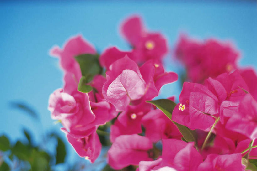 无人,横图,俯视,室内,特写,白天,桌子,许多,蓝色背景,朦胧,模糊,盛开,九重葛,三角梅,花蕾,花,花瓣,花朵,鲜花,红色,花苞,花蕊,摄影,影棚,三叶梅,毛宝巾,簕杜鹃,叶子花,叶子梅,南美紫茉莉,三角花,彩图,高角度拍摄,影棚拍摄,拍摄