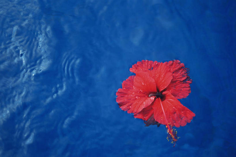 无人,横图,俯视,室外,特写,白天,盛开,水池,花蕾,泳池,花,花瓣,花朵,鲜花,一朵,红色,蓝色,花苞,花蕊,芙蓉花,木芙蓉,拒霜花,木莲,地芙蓉,四面花,转观花,彩图,高角度拍摄