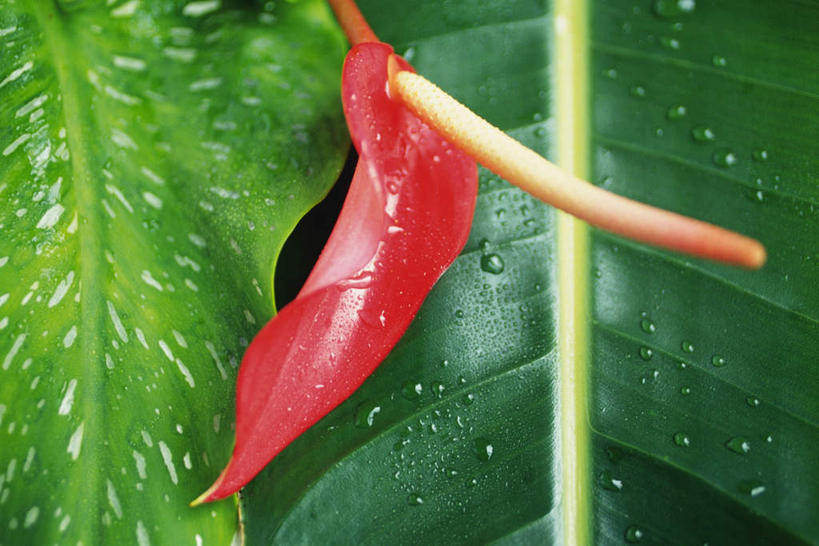 无人,横图,俯视,室内,特写,白天,水,盛开,液体,水滴,火鹤花,安祖花,花蕾,花,花瓣,花朵,鲜花,一朵,红色,花苞,花蕊,红掌,花烛,红鹤芋,猪尾花,烛台花,蜡烛花,彩图,高角度拍摄