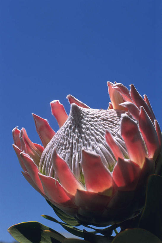 无人,竖图,室外,白天,仰视,美景,盛开,景观,帝王花,花蕾,花,花瓣,花朵,鲜花,一朵,蓝色,蓝天,天空,自然,天,花苞,花蕊,景色,晴朗,菩提花,自然风光,万里无云,晴空,晴空万里,彩图,低角度拍摄,木百合花