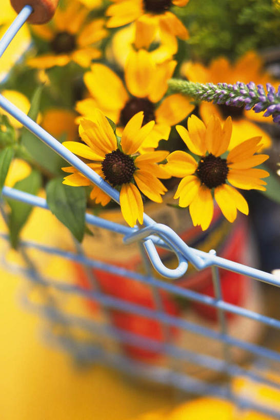 无人,竖图,俯视,室内,特写,白天,桌面,向日葵,许多,黄色背景,朦胧,模糊,盛开,篮筐,篮子,花蕾,花,花瓣,花朵,鲜花,黄色,花苞,花蕊,摄影,影棚,朝阳花,葵花,望日莲,向阳花,转日莲,彩图,高角度拍摄,影棚拍摄,拍摄