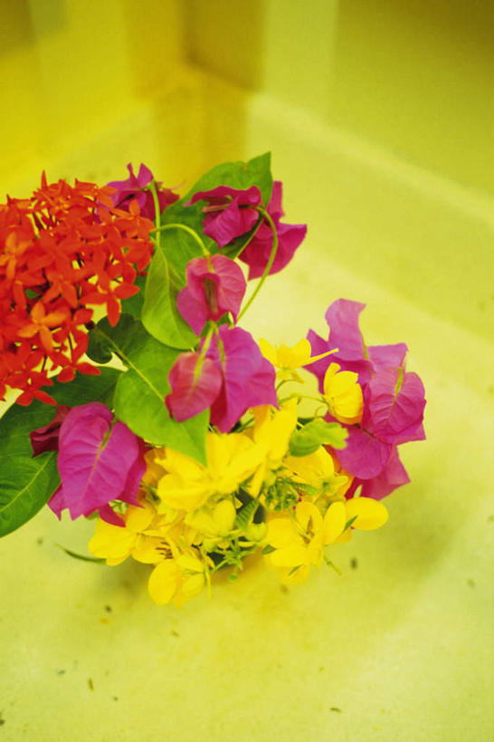 无人,竖图,俯视,室内,特写,白天,桌面,许多,黄色背景,朦胧,模糊,盛开,九重葛,三角梅,花蕾,花,花瓣,花朵,鲜花,花苞,花蕊,摄影,影棚,三叶梅,毛宝巾,簕杜鹃,叶子花,叶子梅,南美紫茉莉,三角花,彩图,高角度拍摄,影棚拍摄,拍摄