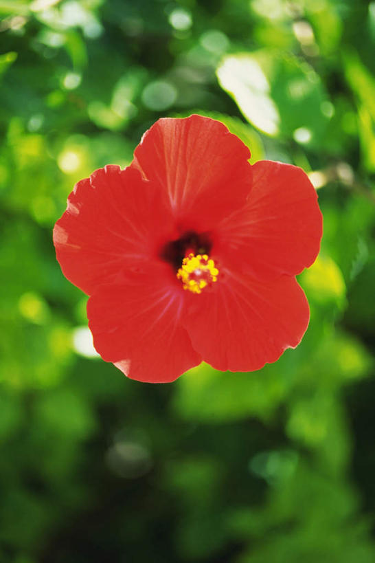 无人,竖图,俯视,室外,特写,白天,叶子,朦胧,模糊,盛开,绿叶,花蕾,花,花瓣,花朵,鲜花,一朵,红色,花苞,花蕊,嫩叶,芙蓉花,木芙蓉,拒霜花,木莲,地芙蓉,四面花,转观花,叶,叶片,彩图,高角度拍摄