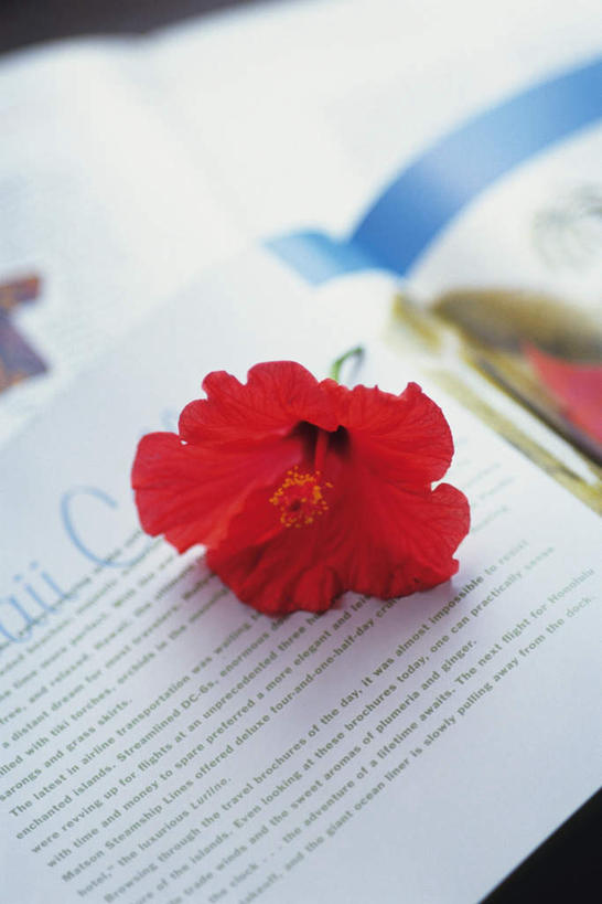 无人,竖图,俯视,室内,特写,白天,书籍,朦胧,模糊,盛开,花蕾,花,花瓣,花朵,鲜花,花苞,花蕊,摄影,影棚,芙蓉花,木芙蓉,拒霜花,木莲,地芙蓉,四面花,转观花,书,图书,彩图,高角度拍摄,影棚拍摄,拍摄