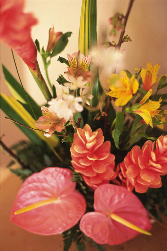 无人,竖图,俯视,室内,特写,白天,白色背景,桌面,鹤望兰,许多,盛开,火鹤花,安祖花,花蕾,花,花瓣,花朵,鲜花,花苞,花蕊,摄影,影棚,红掌,花烛,高雅,清新,红鹤芋,猪尾花,烛台花,蜡烛花,红姜花,极乐鸟花,天堂鸟,彩图,高角度拍摄,影棚拍摄,拍摄