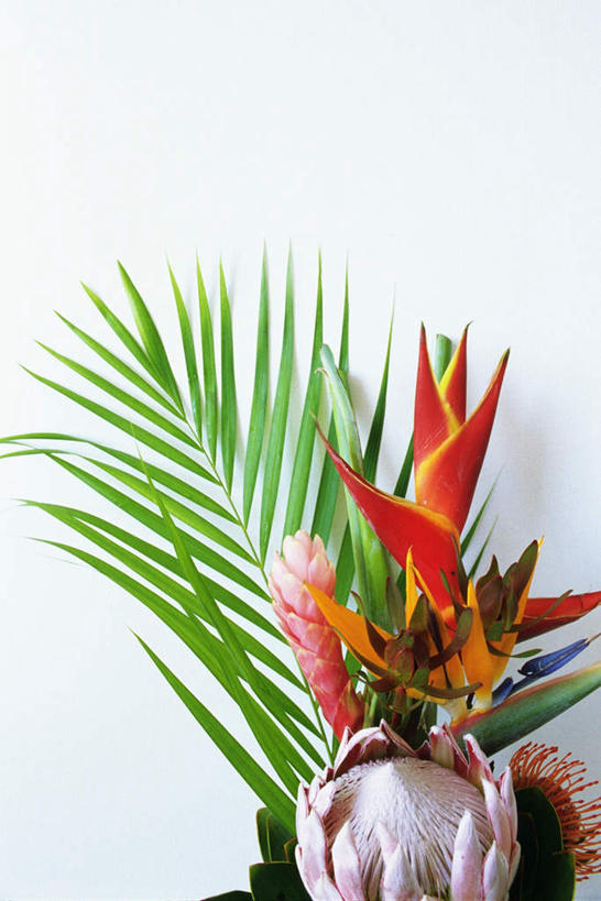 无人,竖图,室内,特写,白天,白色背景,正面,鹤望兰,许多,盛开,帝王花,花蕾,花,花瓣,花朵,鲜花,花苞,花蕊,摄影,影棚,菩提花,高雅,清新,轮峰菊,山萝卜,红姜花,松虫草,紫盆花,极乐鸟花,天堂鸟,彩图,影棚拍摄,拍摄,木百合花