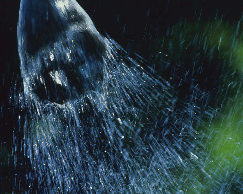 无人,横图,室外,特写,白天,正面,水,飞溅,黑色背景,朦胧,模糊,溅,液体,水滴,水花,水珠,绿色,喷洒,彩图