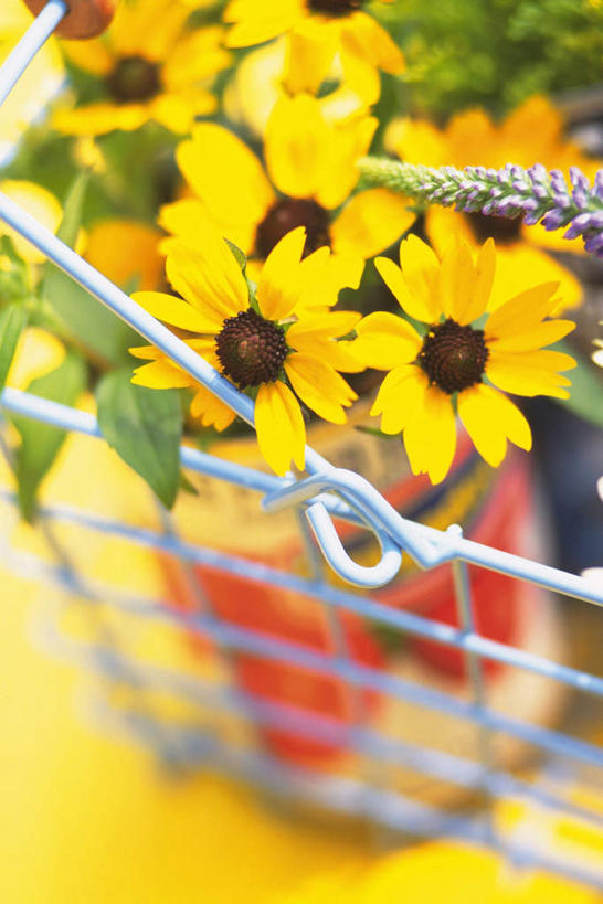 无人,竖图,俯视,室外,特写,白天,旅游,度假,智慧,美景,植物,许多,朦胧,模糊,艺术,盛开,篮子,景观,文化,娱乐,花,花瓣,花朵,花卉,鲜花,黄色,自然,插花,花蕊,享受,休闲,景色,放松,插花艺术,创造,自然风光,创作,想象,黑心菊,彩图,高角度拍摄