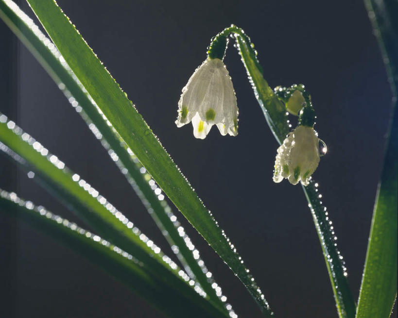 无人,横图,俯视,室外,特写,白天,植物,叶子,阴影,黑色背景,朦胧,模糊,盛开,光线,影子,水滴,灯光,绿叶,凌晨,清晨,水珠,花,花瓣,花朵,花卉,鲜花,两朵,白色,露珠,花蕊,嫩叶,早晨,叶,叶片,彩图,高角度拍摄