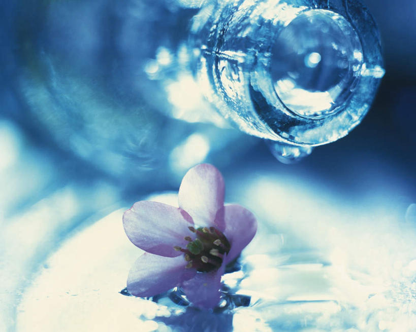 无人,横图,室内,特写,白天,正面,植物,餐桌,桌子,阴影,朦胧,模糊,盛开,透明,光线,影子,倒下,玻璃制品,花,花瓣,花朵,花卉,鲜花,一朵,粉色,阳光,玻璃瓶,瓶子,花蕊,倾倒,餐台,彩图