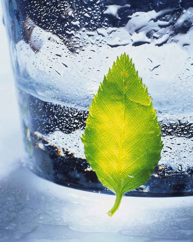 无人,竖图,室内,特写,白天,正面,水,餐桌,桌子,杯子,叶子,一片,液体,绿叶,一杯,饮用水,玻璃制品,绿色,水杯,矿泉水,嫩叶,摄影,影棚,餐台,蒸馏水,叶,叶片,玻璃杯,彩图,影棚拍摄,拍摄