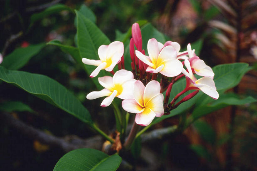无人,横图,俯视,室外,特写,白天,美景,植物,叶子,许多,朦胧,模糊,盛开,景观,绿叶,赤素馨花,花,花瓣,花朵,花卉,鲜花,白色,自然,花蕊,嫩叶,景色,自然风光,蛋黄花,鸡蛋花,缅栀花,叶,叶片,彩图,高角度拍摄