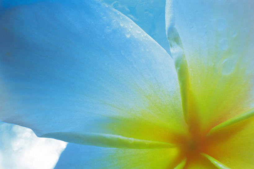 无人,横图,俯视,室外,特写,白天,植物,朦胧,模糊,盛开,赤素馨花,花,花瓣,花朵,花卉,鲜花,一朵,白色,花蕊,蛋黄花,鸡蛋花,缅栀花,彩图,高角度拍摄