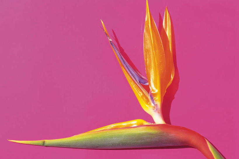 无人,横图,俯视,室内,特写,白天,植物,鹤望兰,粉色背景,盛开,花,花瓣,花朵,花卉,鲜花,一朵,黄色,花蕊,摄影,影棚,高雅,清新,极乐鸟花,天堂鸟,彩图,高角度拍摄,影棚拍摄,拍摄