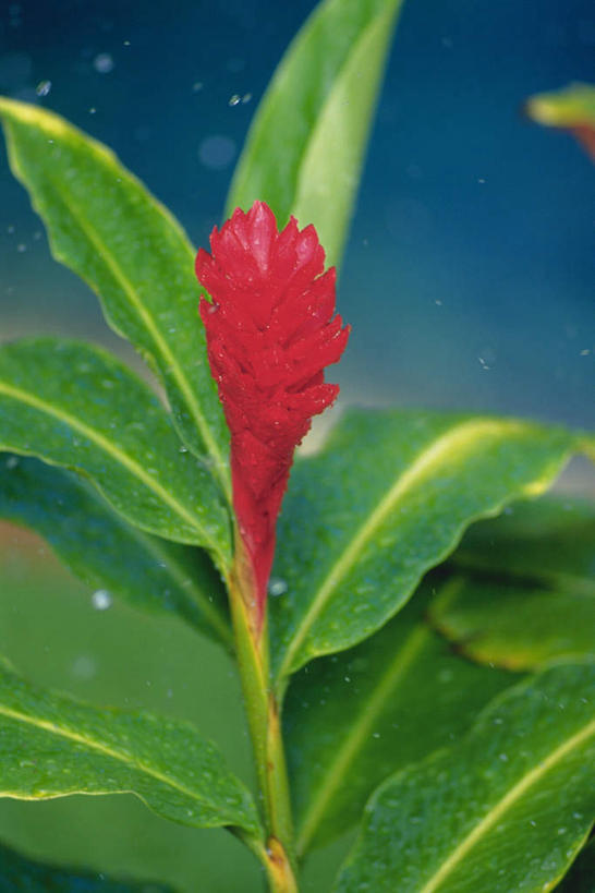无人,竖图,俯视,室外,特写,白天,美景,植物,叶子,朦胧,模糊,盛开,景观,绿叶,花,花瓣,花朵,花卉,鲜花,一朵,红色,自然,花蕊,嫩叶,景色,自然风光,红姜花,叶,叶片,彩图,高角度拍摄