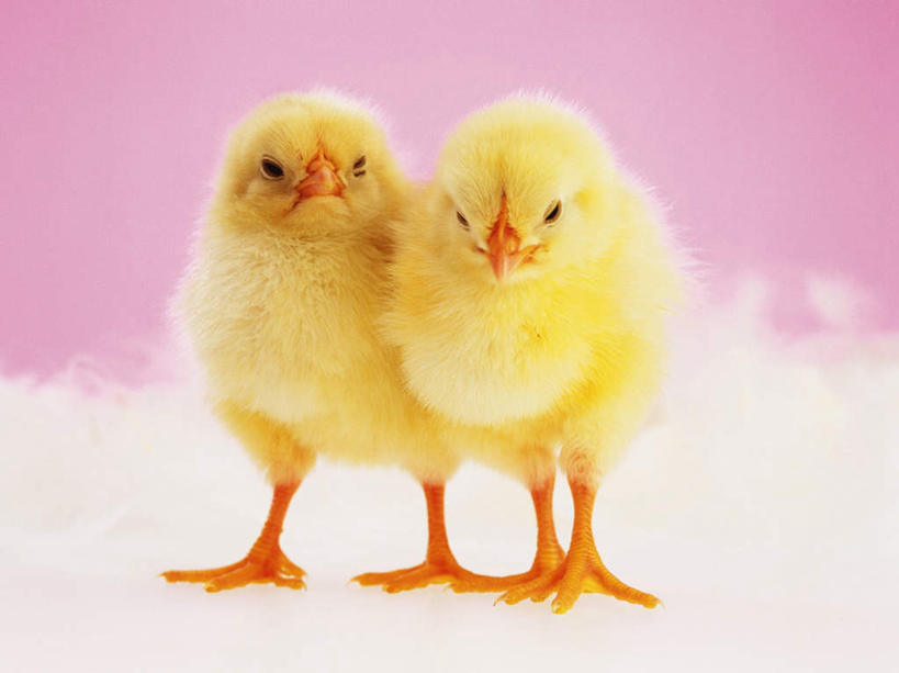 无人,站,横图,室内,特写,白天,正面,鸡,一排,粉色背景,整齐,注视,家禽,排列,黄色,动物,观察,看,站着,两只,家畜,可爱,摄影,牲畜,活泼,影棚,观看,察看,队列,关注,雏鸡,站立,彩图,全身,影棚拍摄,拍摄,小鸡