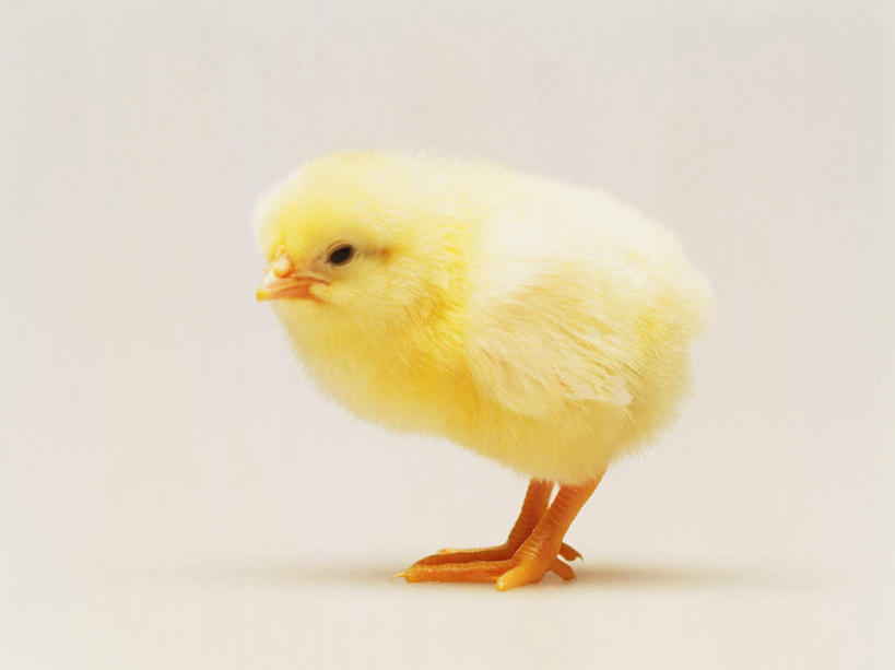 无人,站,横图,室内,特写,白天,白色背景,侧面,鸡,注视,家禽,一只,黄色,动物,观察,看,站着,家畜,可爱,摄影,牲畜,活泼,影棚,观看,察看,关注,雏鸡,站立,彩图,全身,影棚拍摄,拍摄,小鸡