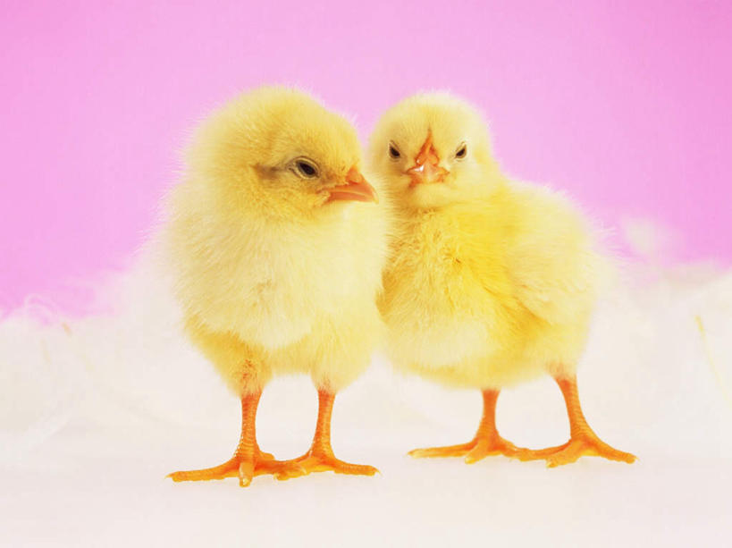 无人,站,横图,室内,特写,白天,正面,鸡,粉色背景,注视,家禽,黄色,动物,观察,看,站着,两只,家畜,可爱,摄影,牲畜,活泼,影棚,观看,察看,关注,雏鸡,站立,彩图,全身,影棚拍摄,拍摄,小鸡