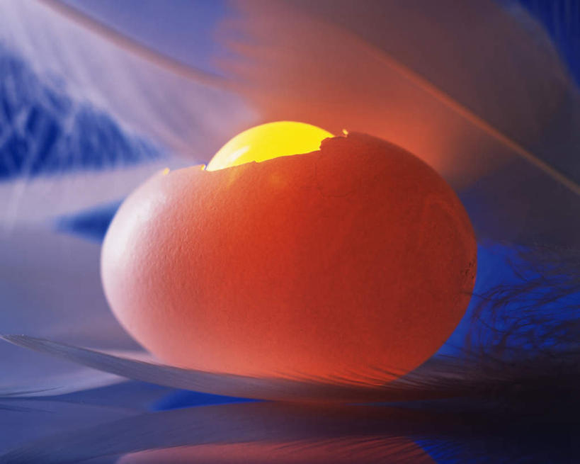 无人,横图,室内,特写,白天,正面,羽毛,蓝色背景,轻盈,柔软,发光,毛,蛋,蛋黄,蛋壳,鸡蛋,破损,一个,摄影,影棚,单个,发亮,毁坏,轻柔,卵,彩图,影棚拍摄,拍摄